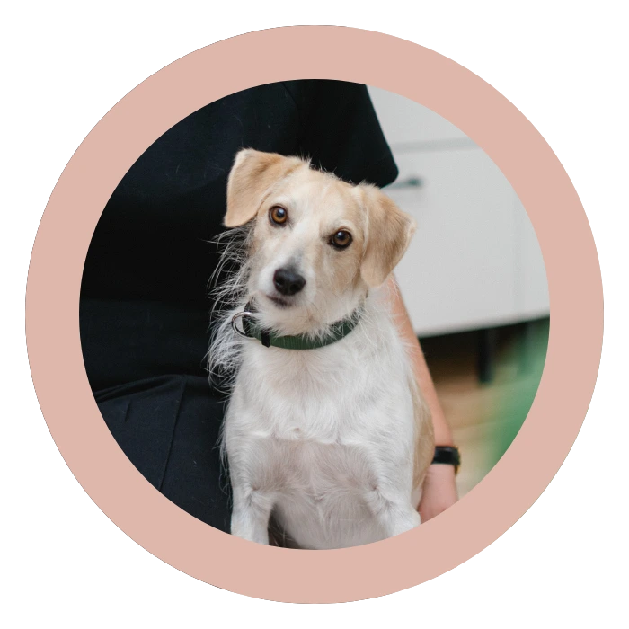 Bild von Pauli dem entzückenden Therapiehund.